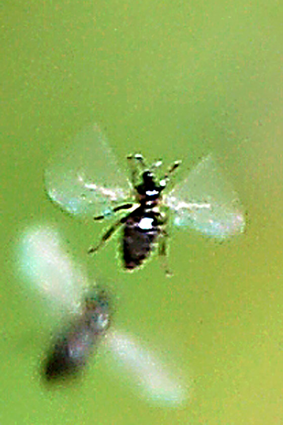 Sciami di moscerini: Scatopsidae e Bibionidae.